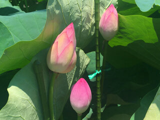 IMG_7959f.jpg