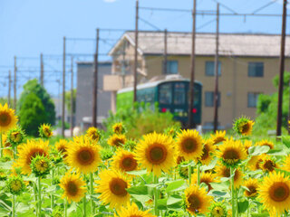 IMG_1656f.jpg