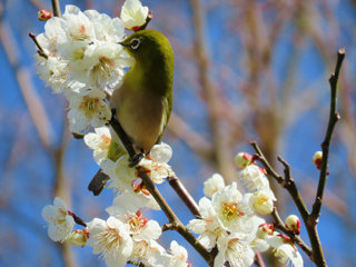 IMG_2966a.jpg