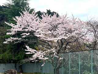 IMG_3158f.jpg