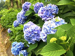 IMG_4504.JPG