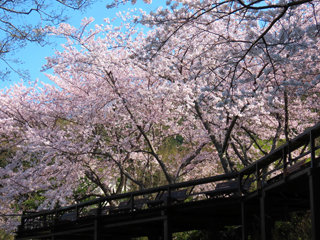 IMG_4855c.jpg