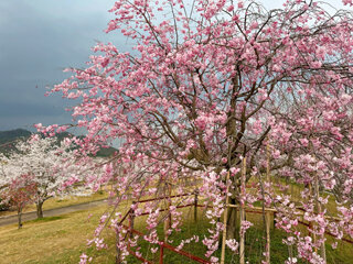 IMG_6064c.jpg