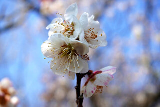IMG_6249e.jpg