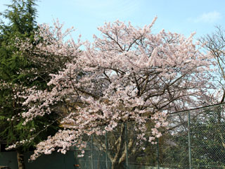IMG_6745c.jpg