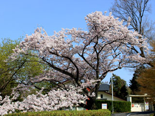 IMG_6747e.jpg