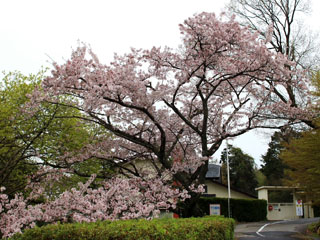 IMG_6803e.jpg