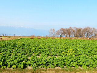 IMG_6932a.jpg