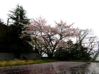 IMG_7385f.jpg