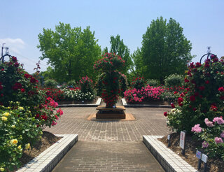 IMG_7542c.jpg