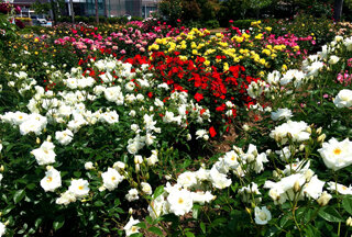 IMG_7546f.jpg