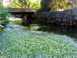 醒井宿の梅花藻が開花 紫陽花めぐり22 地蔵川 カイザーベルク びわ湖 ツーリングをサポートするレッドバロン