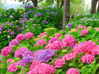 IMG_8080a.jpg