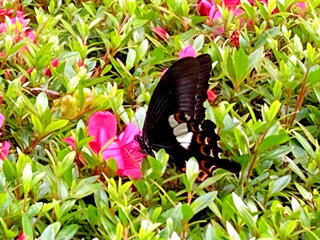 IMG_8314c.jpg