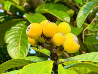 IMG_8393a.jpg