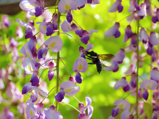 IMG_9074f.jpg