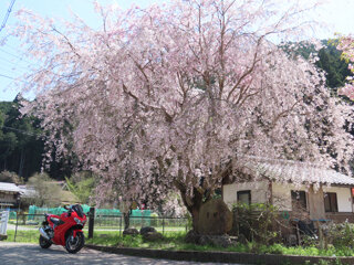 IMG_9323f.jpg