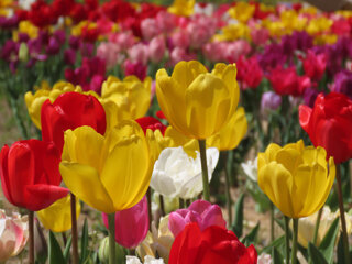 IMG_9346g.jpg