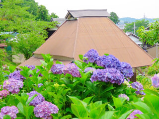 IMG_9864r.jpg