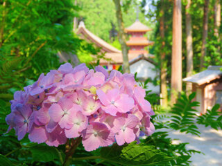 IMG_9865b.jpg