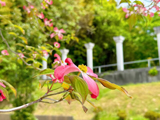 IMG_8748a.jpg