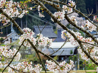 ffe6e731-e547-4aaf-8ee0-9420dddcf93f~1d.jpg