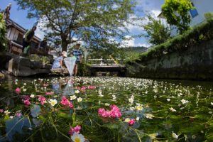 醒井宿の梅花藻が見頃です カイザーベルク びわ湖 ツーリングをサポートするレッドバロン