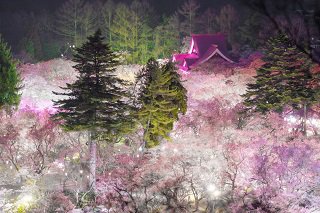 高遠夜桜.jpg