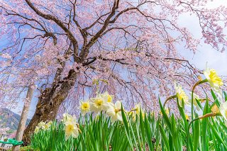 光前寺　桜.jpg