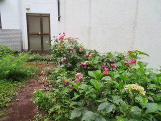 260621_01.jpg