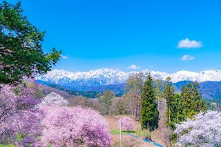 小川村番所の桜.jpg