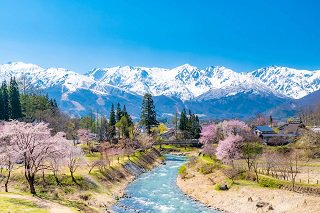 大出公園　桜.jpg