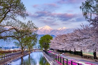 拾ヶ堰自転車広場の桜.jpg