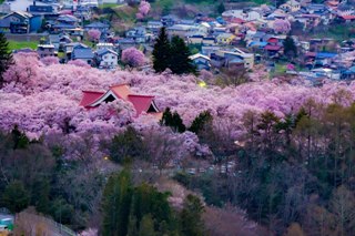 DSC08790.takatoosakura3.JPG