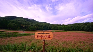 _DSC3324.akasoba1.JPG