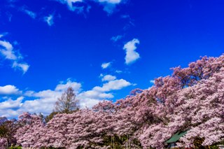 _DSC8788.takatoosakura1.JPG