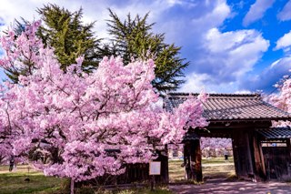 _DSC8789.takatoosakura2.JPG