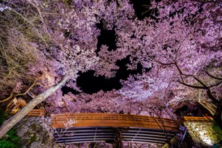 _DSC8792.takatoosakura5.JPG