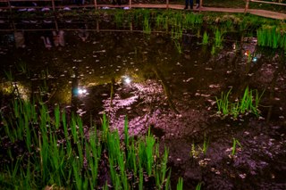 _DSC8793.takatoosakura6.JPG