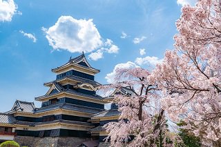 松本城の桜.jpg