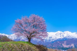 野平の一本桜.jpg