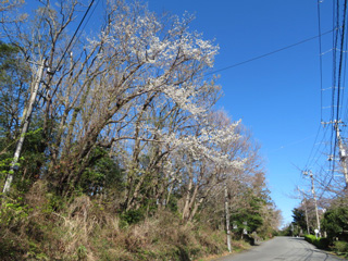 2020.sakura.1_2.jpg