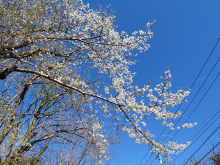 2020.sakura.2_2.jpg