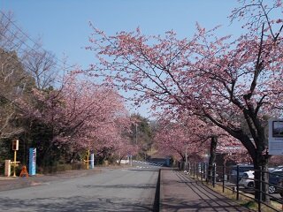 2025sakura1.JPG