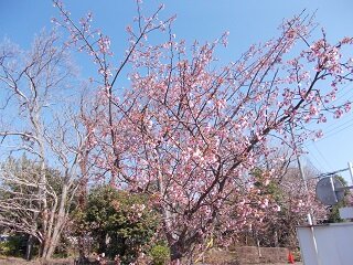 2025sakura2.JPG