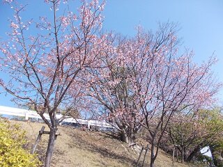 2025sakura3.JPG