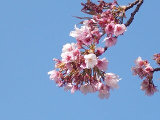 2025sakura4.JPG