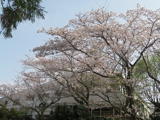 21.3.30sakuraA.JPG