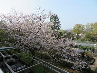 21.3.30sakuraB.JPG