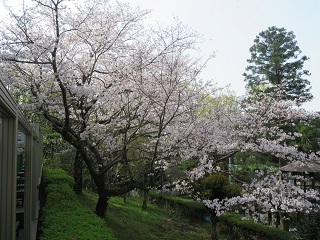 21.3.30sakuraC.JPG